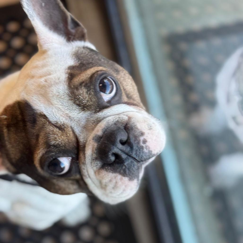 Apollo, Adoptable, Adult Male French Bulldog.