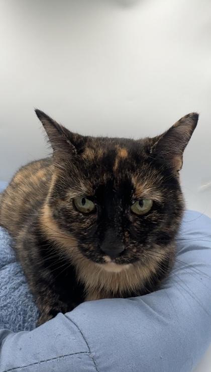 Chilli Healer, Adoptable, Adult Female Domestic Short Hair & Domestic Short Hair.