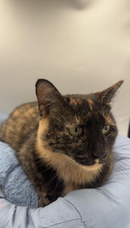 Chilli Healer, a Adoptable mixed breed in Lawrenceville, GA image 2/3