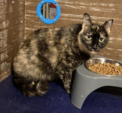 Chilli Healer, Adoptable, Adult Female Domestic Short Hair & Domestic Short Hair.