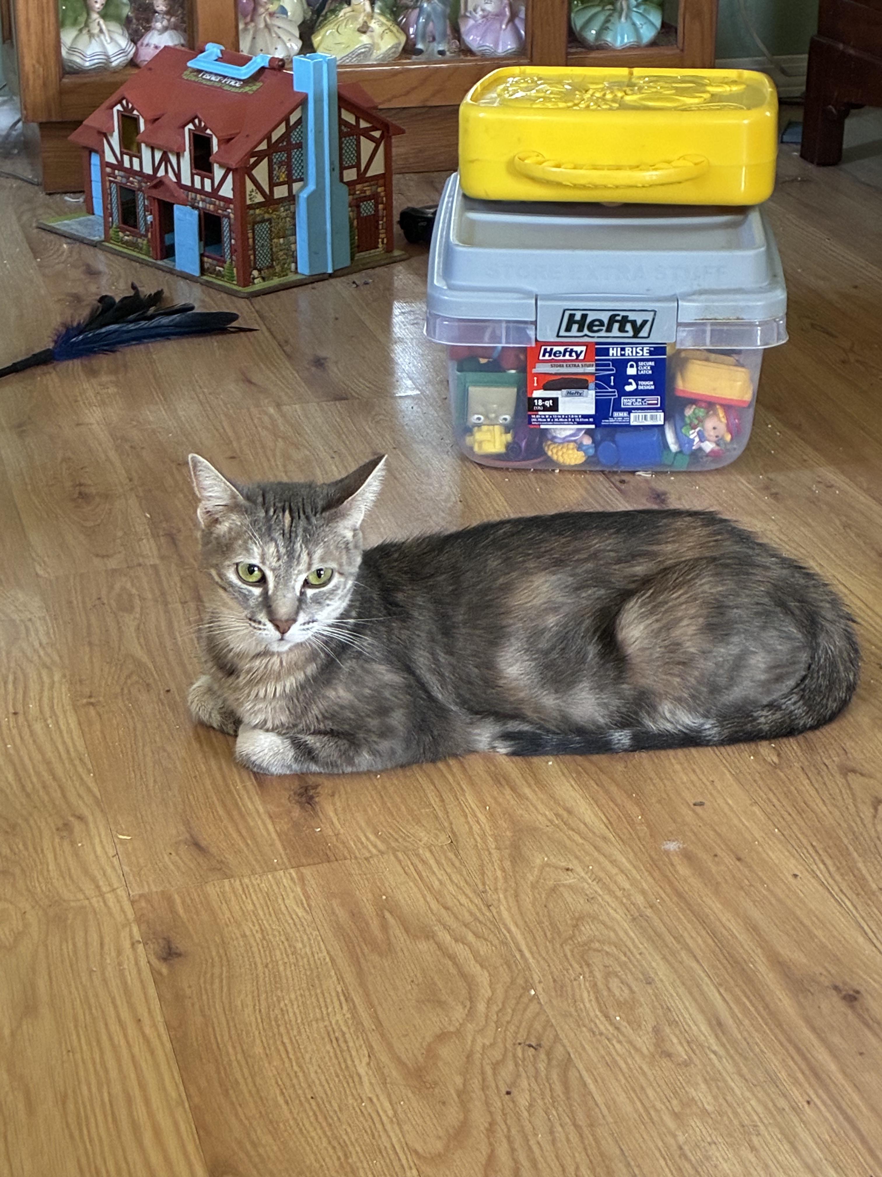 Patches, Adult Female Domestic Short Hair
