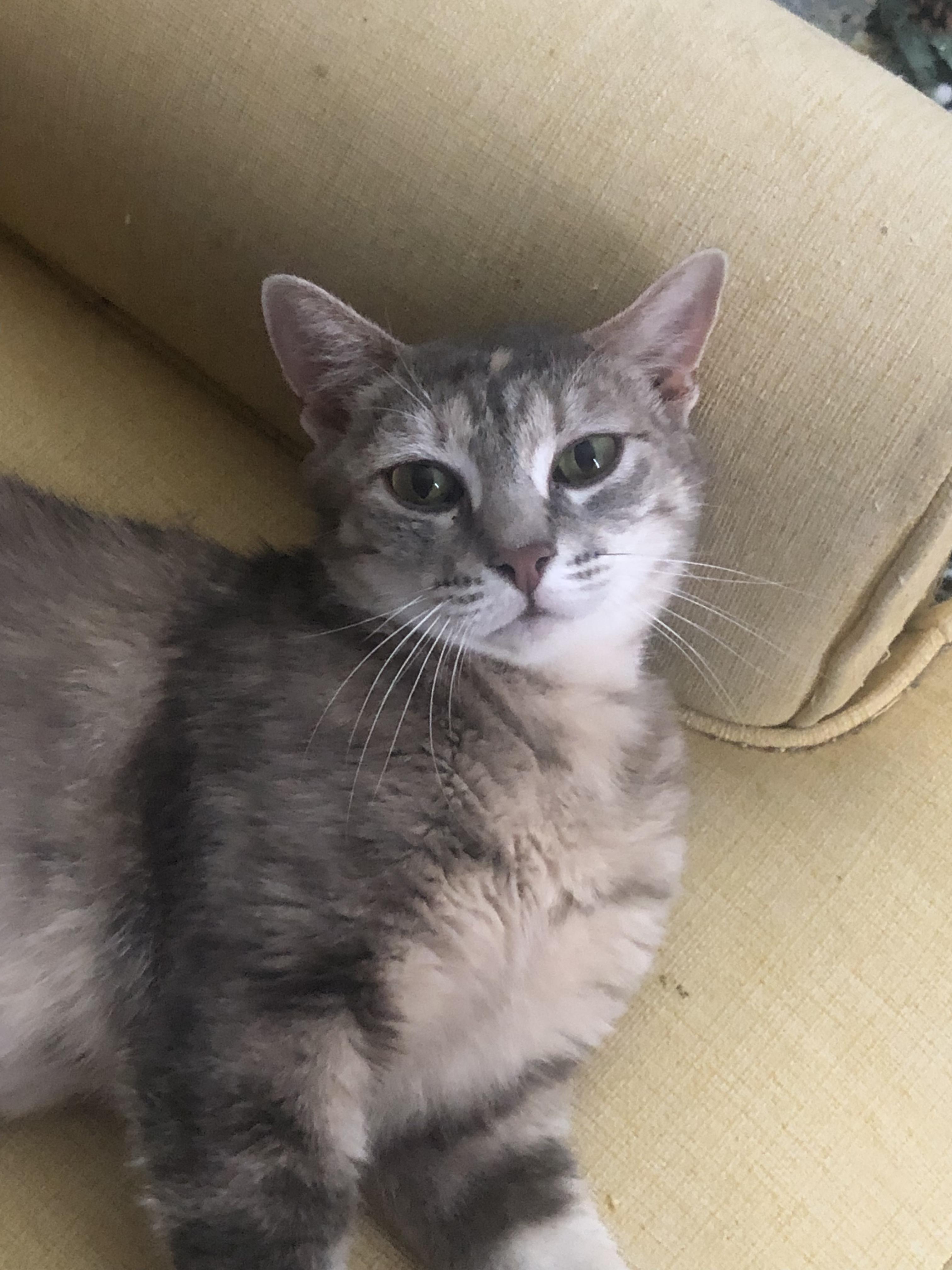 Patches photo 2
