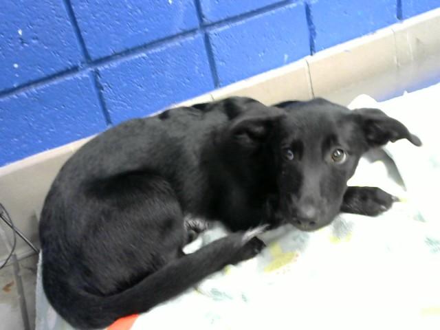 PRECIOUS, Adoptable, Puppy Female Cardigan Welsh Corgi & Mixed Breed.