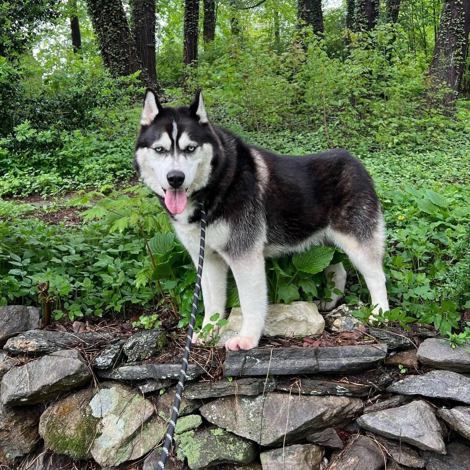 Super Trained Billa, an adoptable Alaskan Malamute, Siberian Husky in Hibbing, MN, 55746 | Photo Image 3