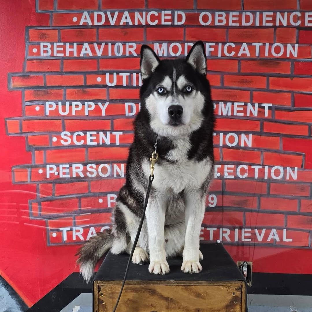 Super Trained Billa, an adoptable Alaskan Malamute, Siberian Husky in Hibbing, MN, 55746 | Photo Image 1