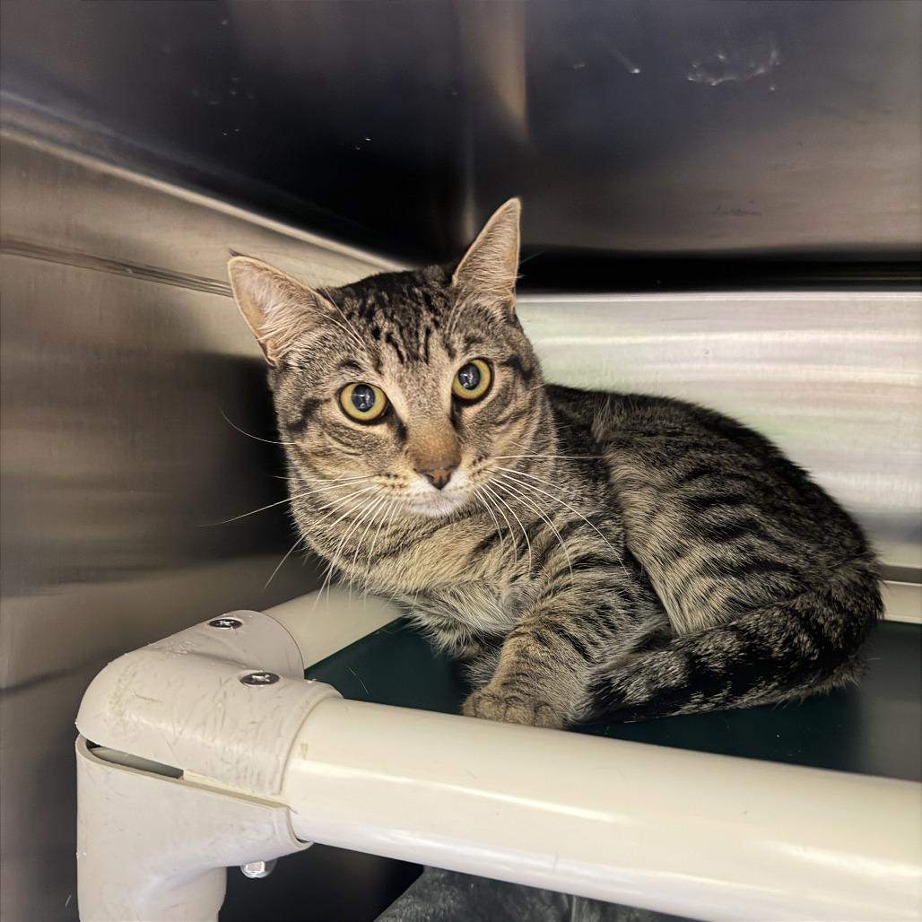 Enlarge Lester, a Adoptable Domestic Short Hair in Gainesville, GA image 2/3