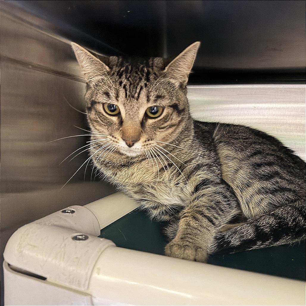 Enlarge Lester, a Adoptable Domestic Short Hair in Gainesville, GA image 3/3