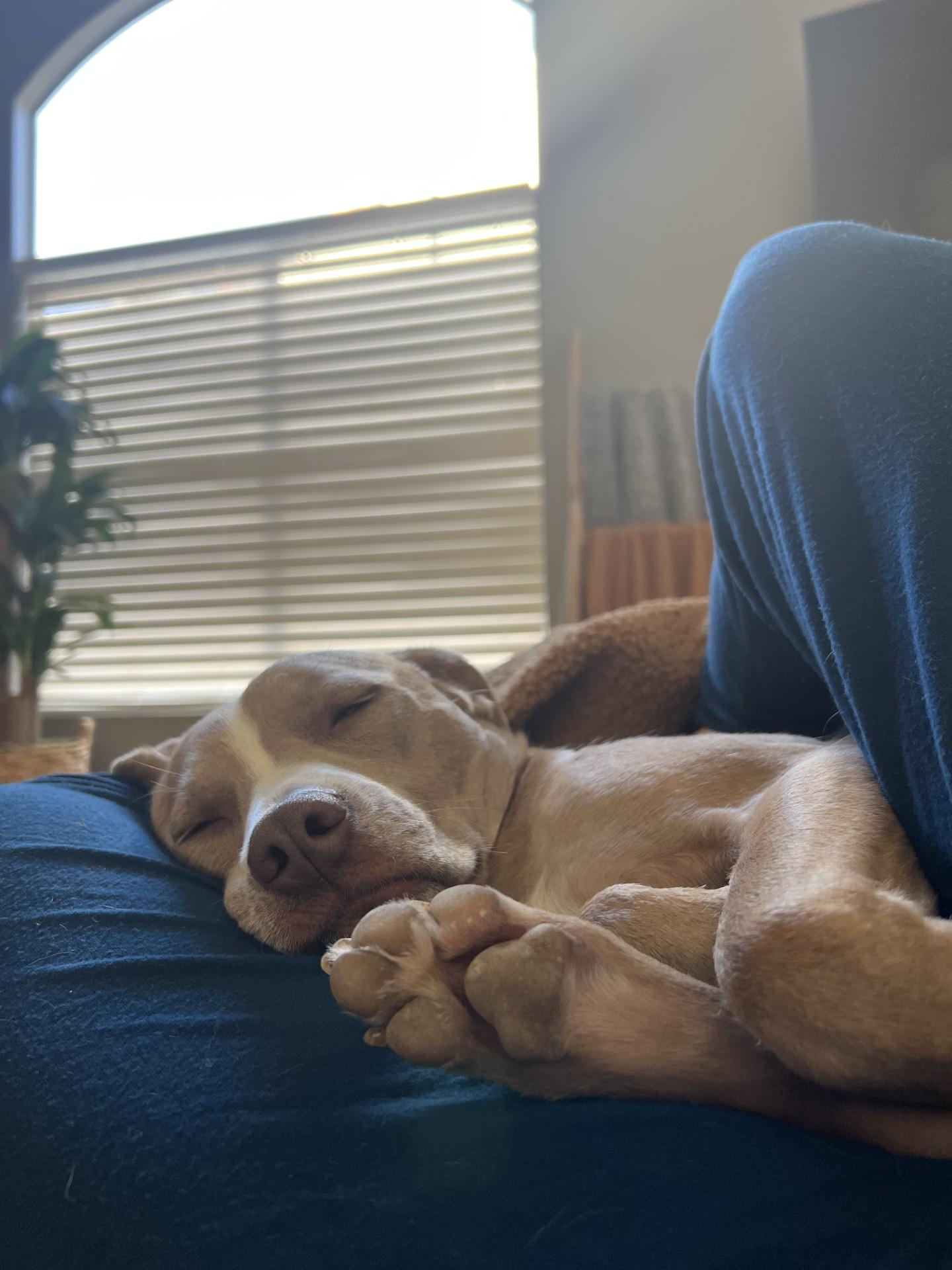 Enlarge Kismet-Long Beach, CA, a Adoptable mixed breed in San Diego, CA image 2/4