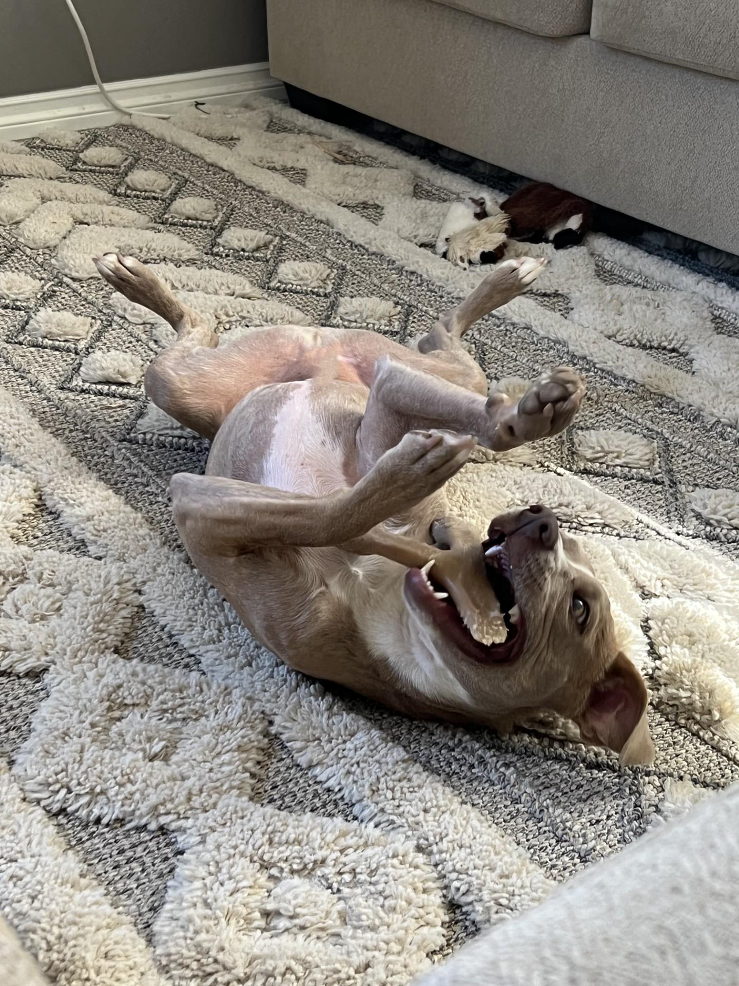 Enlarge Kismet-Long Beach, CA, a Adoptable mixed breed in San Diego, CA image 3/4