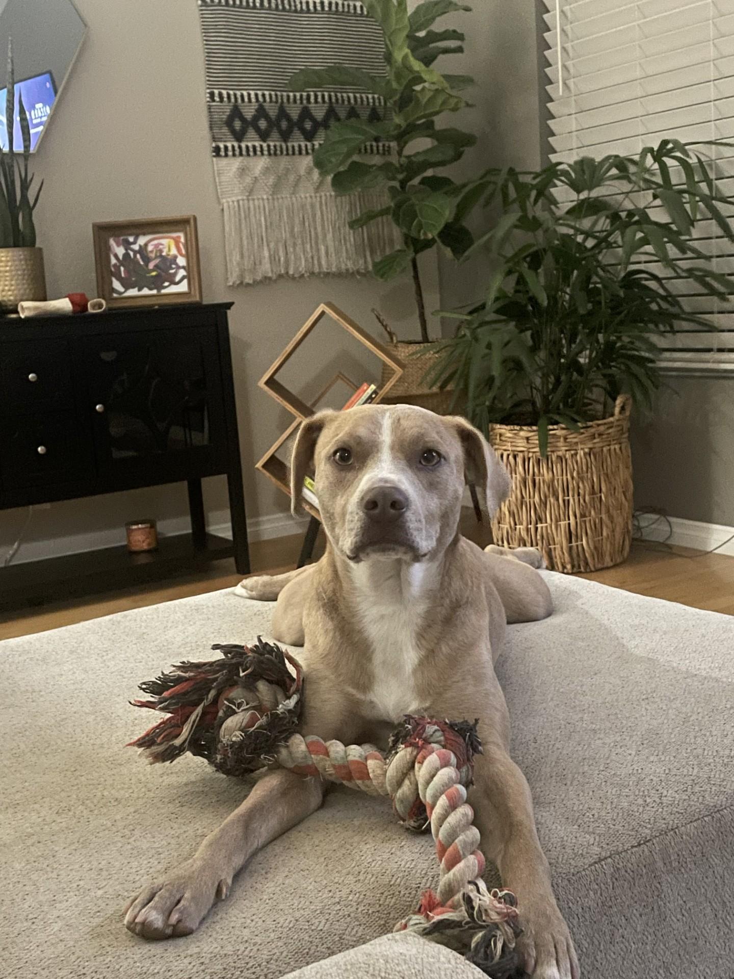 Enlarge Kismet-Long Beach, CA, a Adoptable mixed breed in San Diego, CA image 4/4