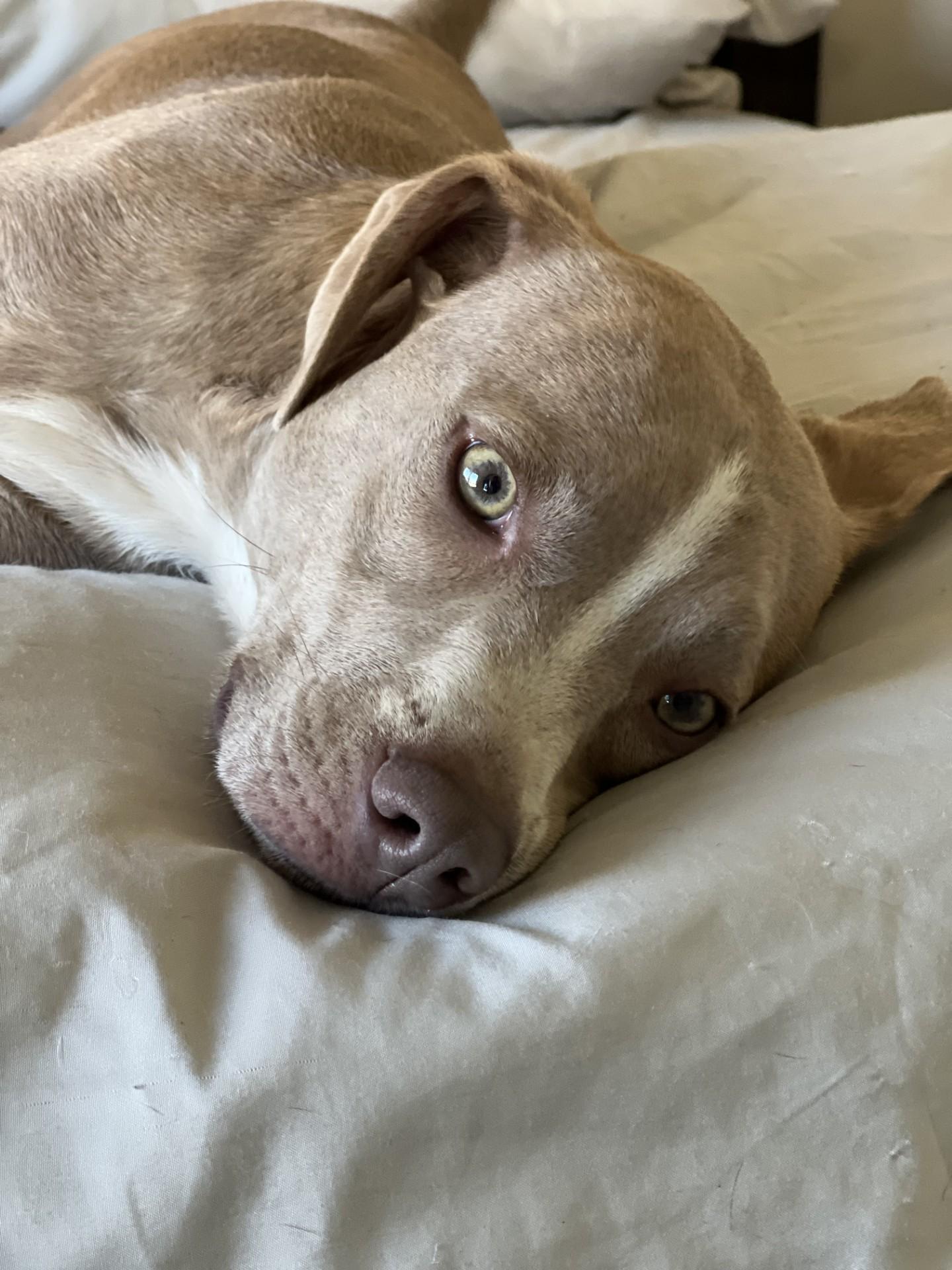 Kismet-Long Beach, CA, Adoptable, Young Male American Staffordshire Terrier & American Bulldog.