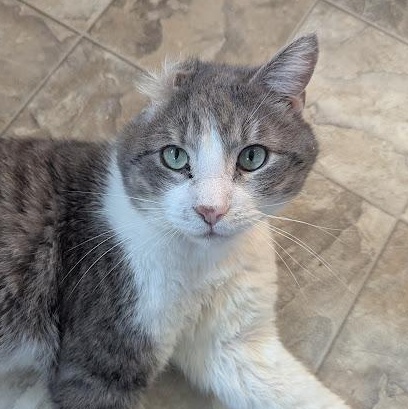 Enlarge Lucky Sunday, an adopted Domestic Short Hair in Shippenville, PA image 1/6