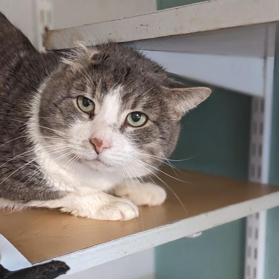 Enlarge Lucky Sunday, a ADOPTABLE Domestic Short Hair in Shippenville, PA image 3/5