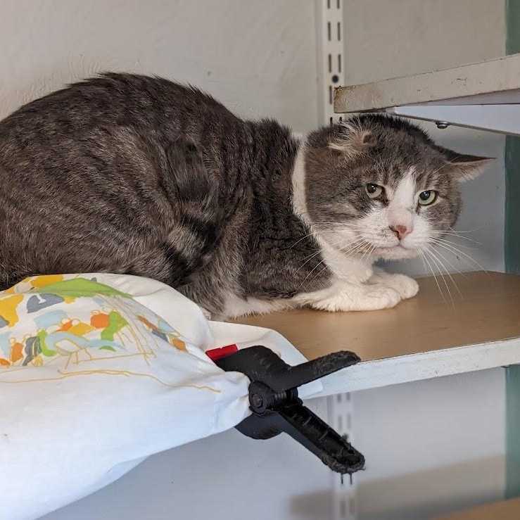 Enlarge Lucky Sunday, a ADOPTABLE Domestic Short Hair in Shippenville, PA image 4/5