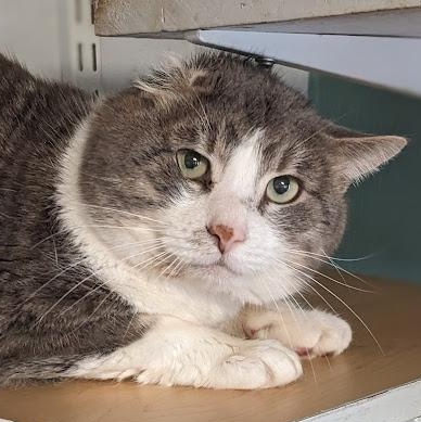 Enlarge Lucky Sunday, a ADOPTABLE Domestic Short Hair in Shippenville, PA image 1/5