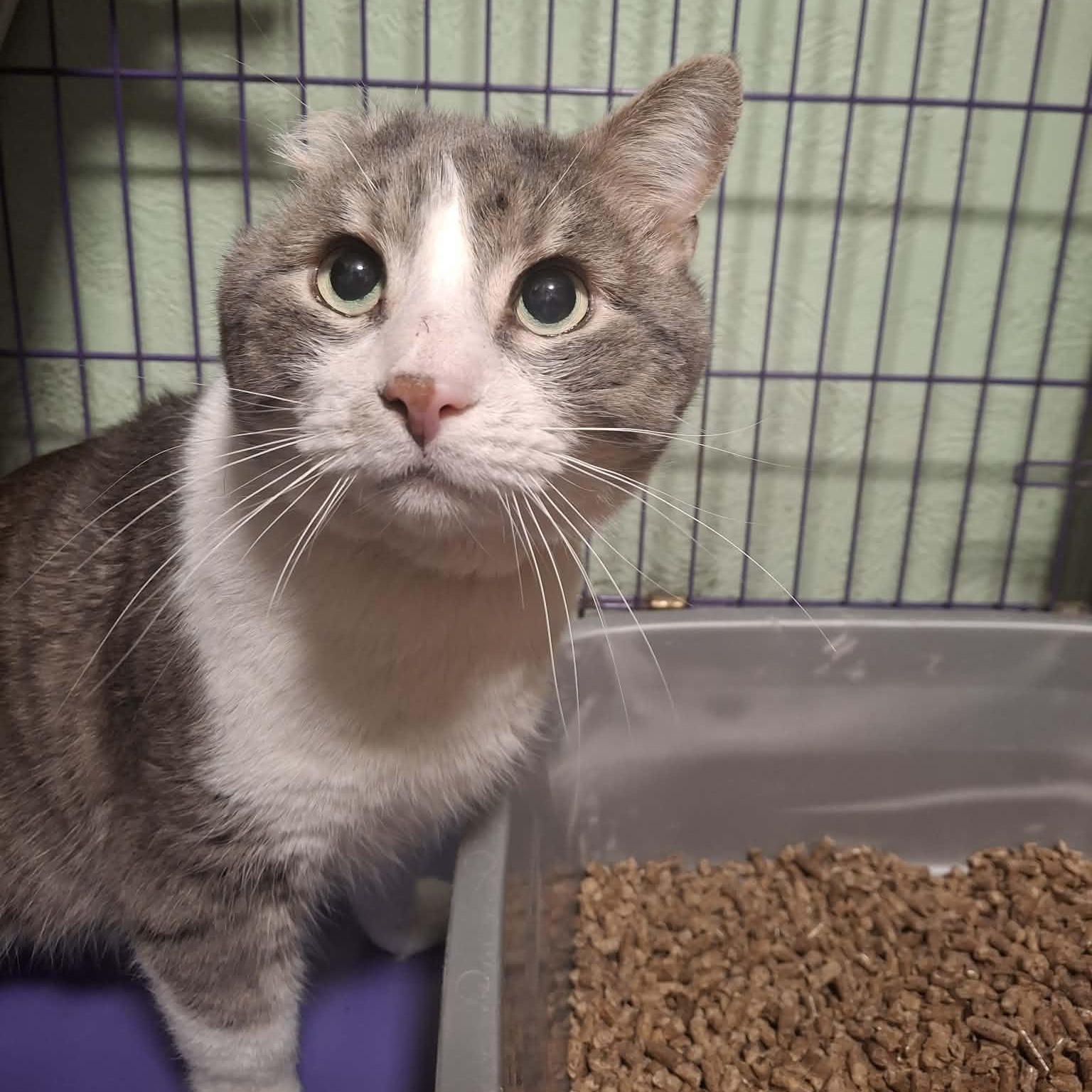 Enlarge Lucky Sunday, a ADOPTABLE Domestic Short Hair in Shippenville, PA image 5/5