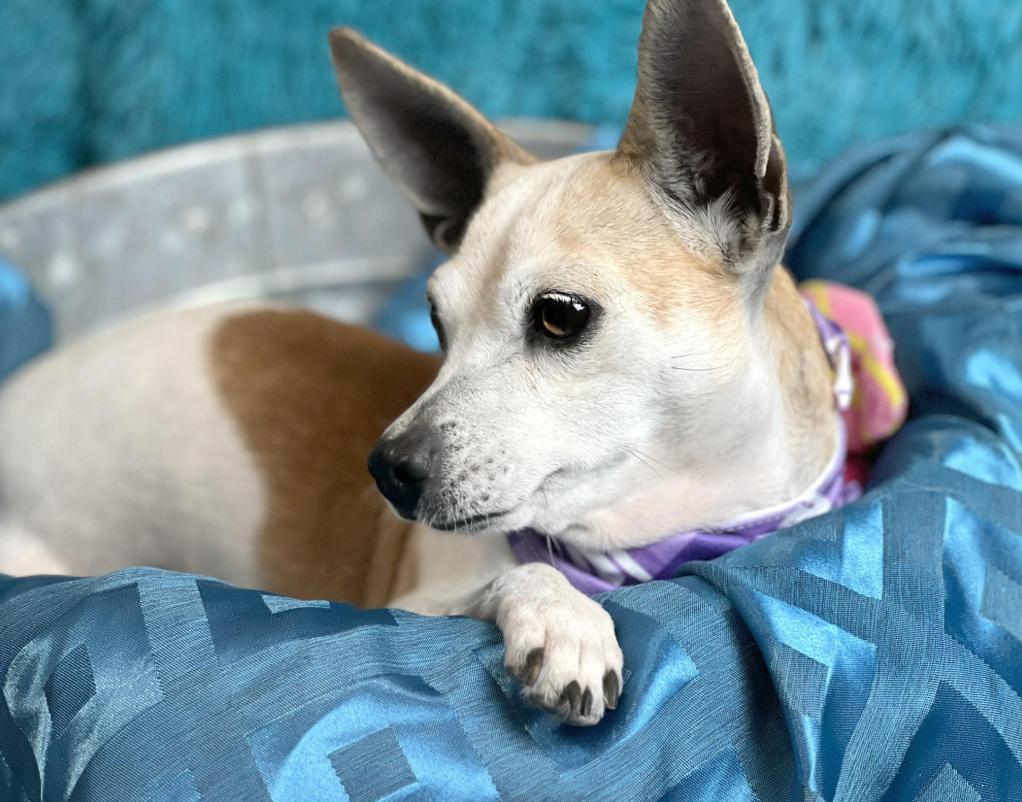 Miss Kippy - 3 steady paws, beauty and grace!