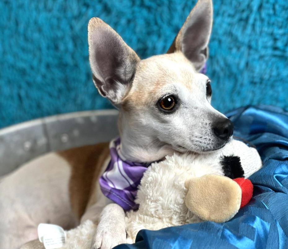 Miss Kippy - 3 steady paws, beauty and grace!