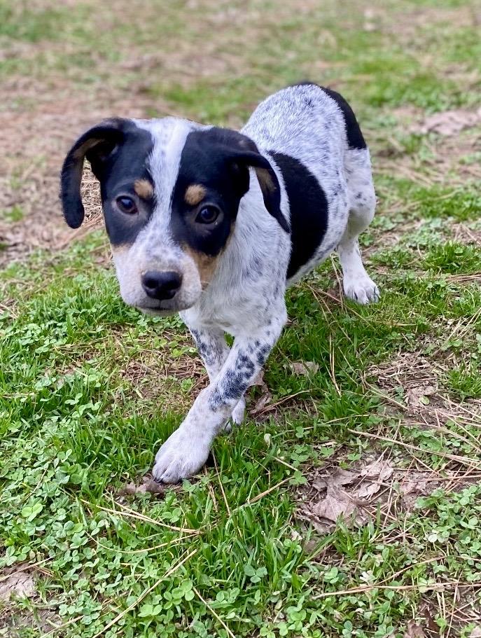 Enlarge Noah, an adopted mixed breed in Pembroke, MA image 2/5