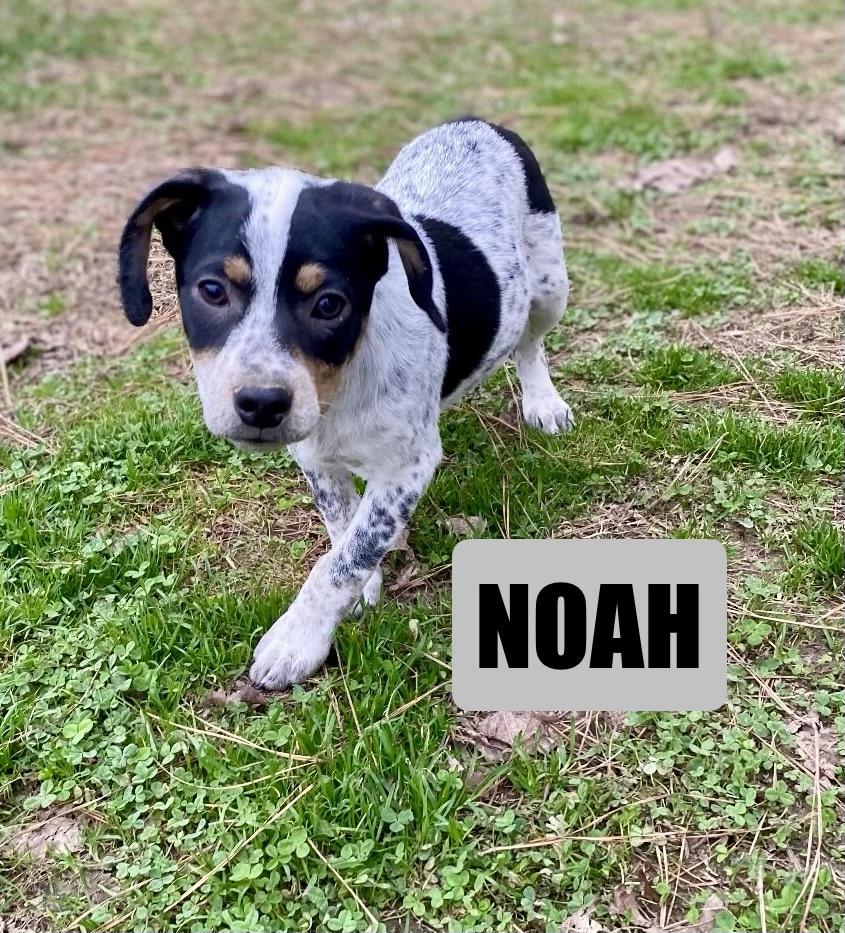 Enlarge Noah, an adopted mixed breed in Pembroke, MA image 4/5