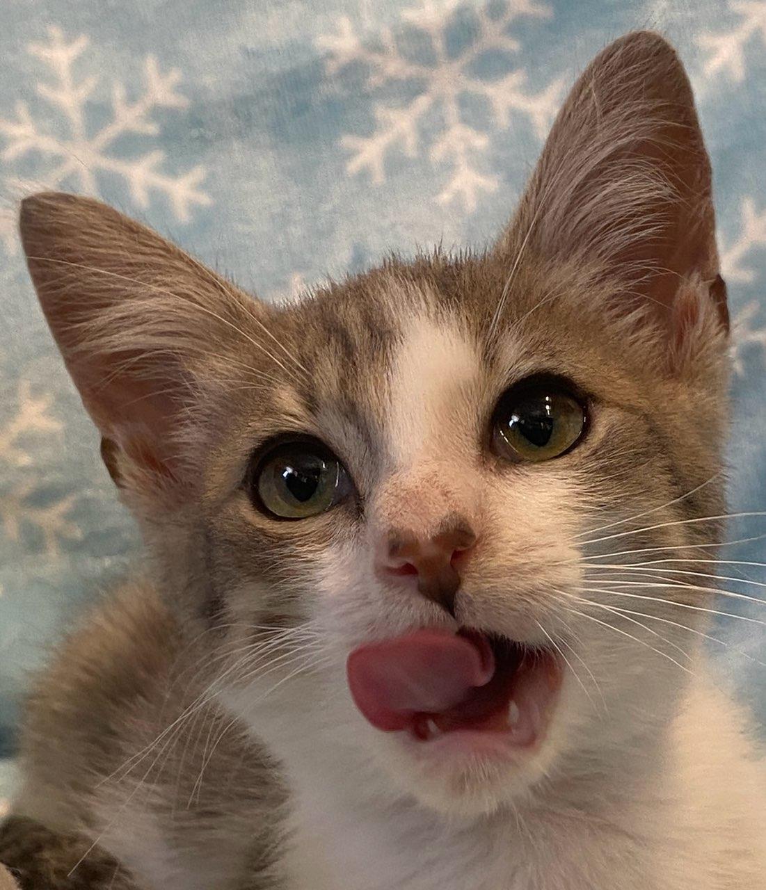 Romeo, a ADOPTABLE Domestic Short Hair in Colusa, CA image 4/4