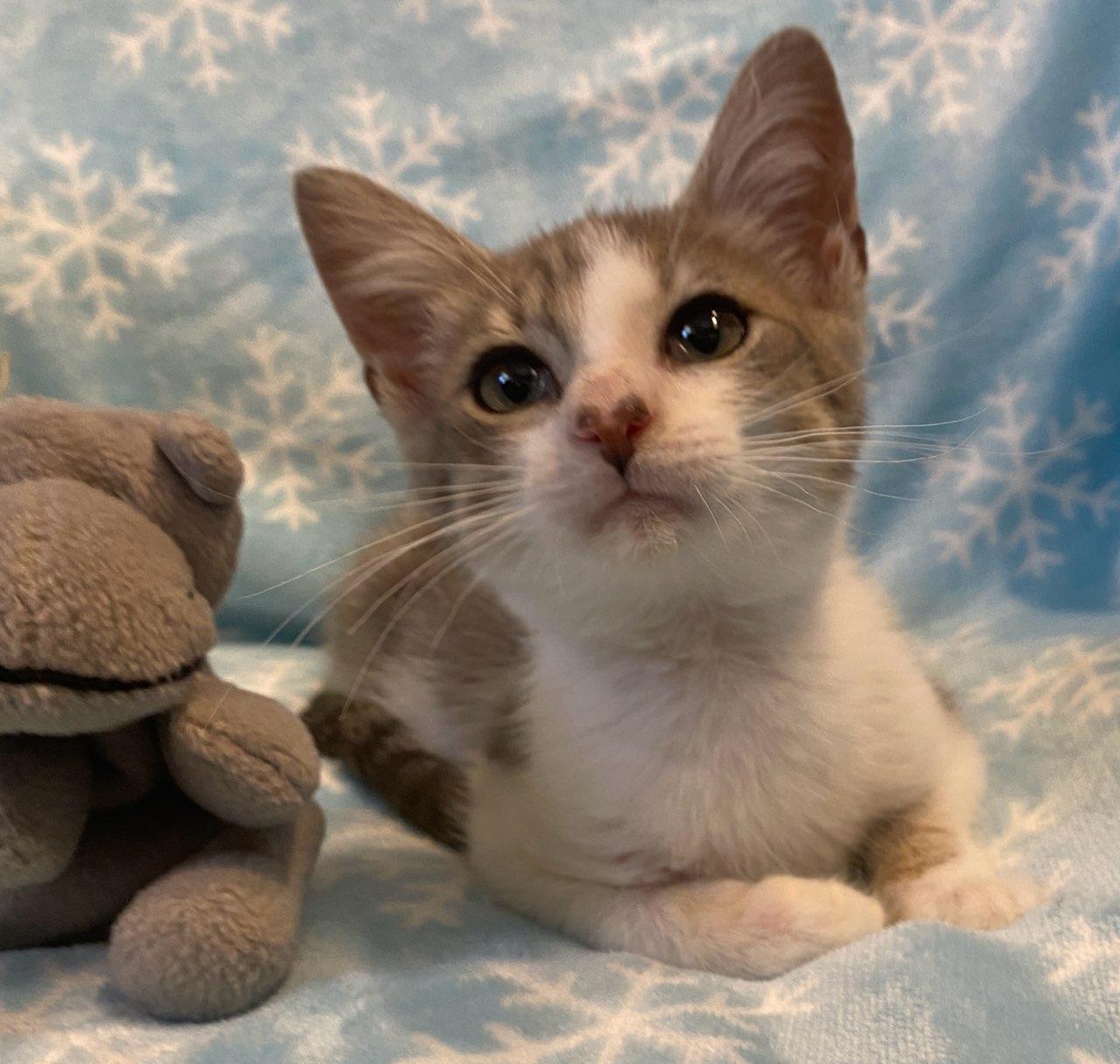 Romeo, a ADOPTABLE Domestic Short Hair in Colusa, CA image 2/4