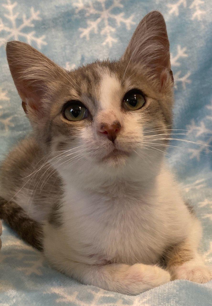 Romeo, a ADOPTABLE Domestic Short Hair in Colusa, CA image 3/4