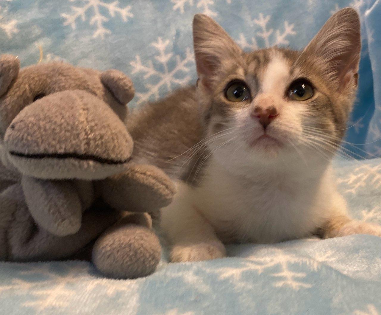 Romeo, a ADOPTABLE Domestic Short Hair in Colusa, CA image 1/4