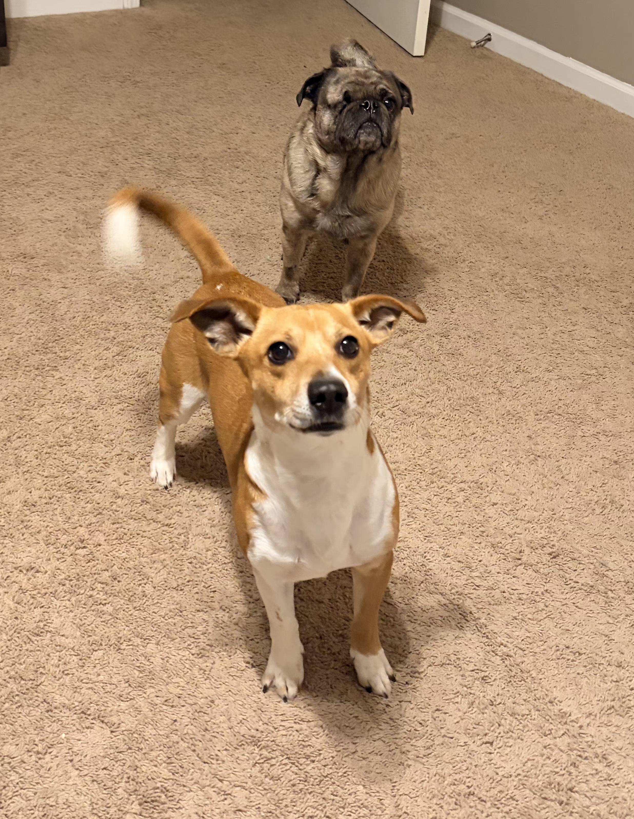 Jackson JRT , a ADOPTABLE Terrier in Lexington, KY image 4/4