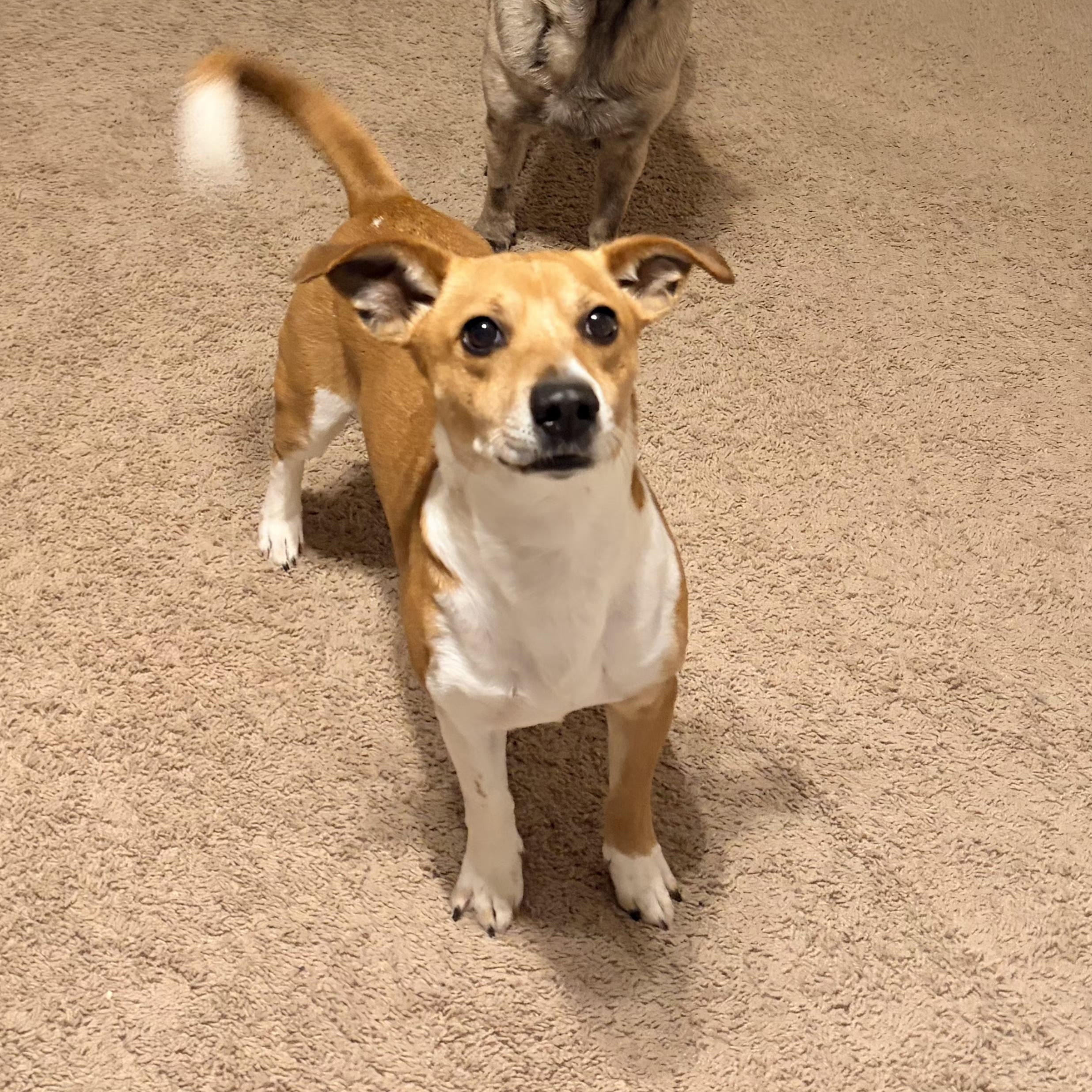 Enlarge Jackson JRT , a ADOPTABLE Terrier in Lexington, KY image 4/4