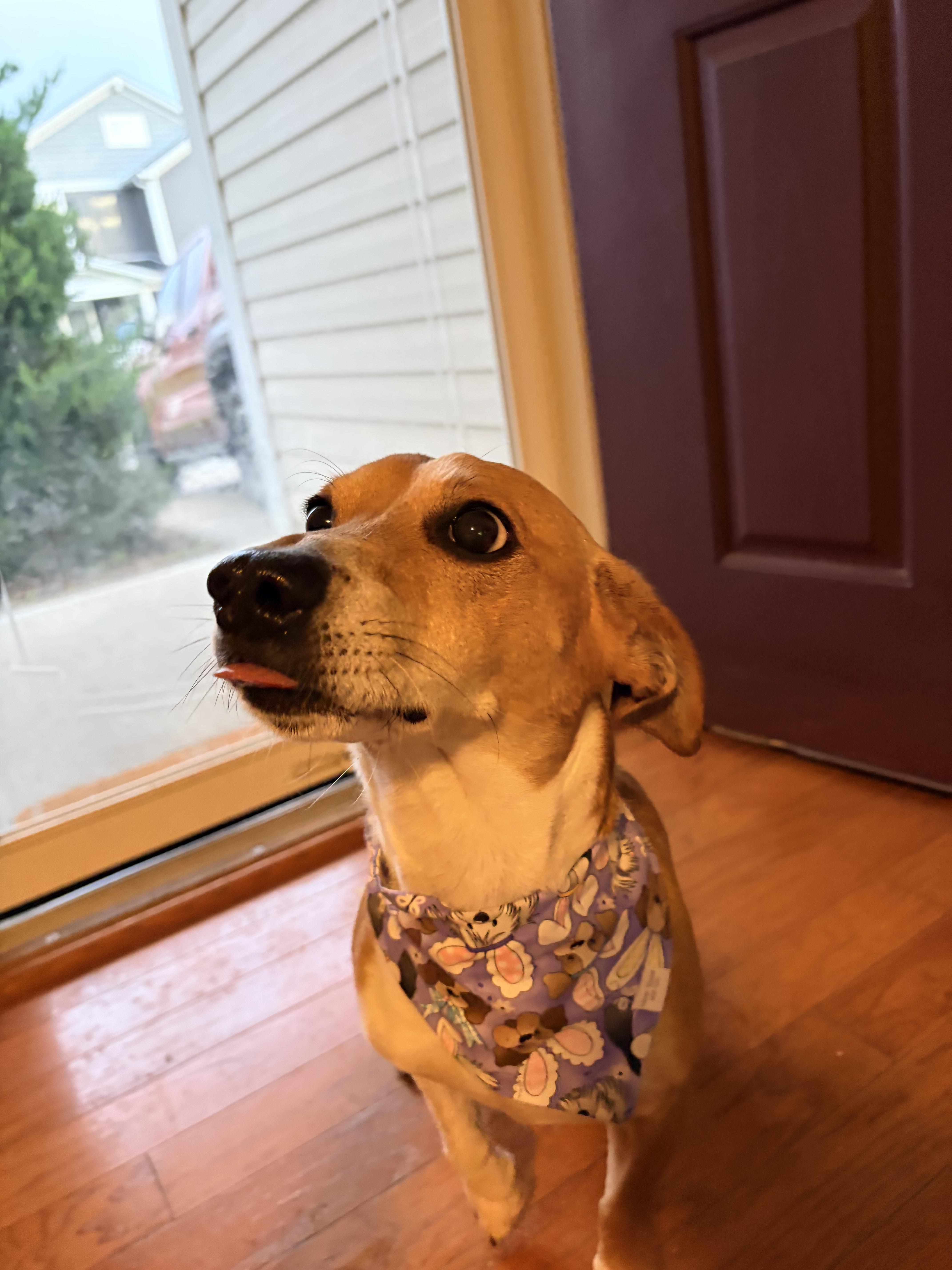 Jackson JRT , a ADOPTABLE Terrier in Lexington, KY image 3/4