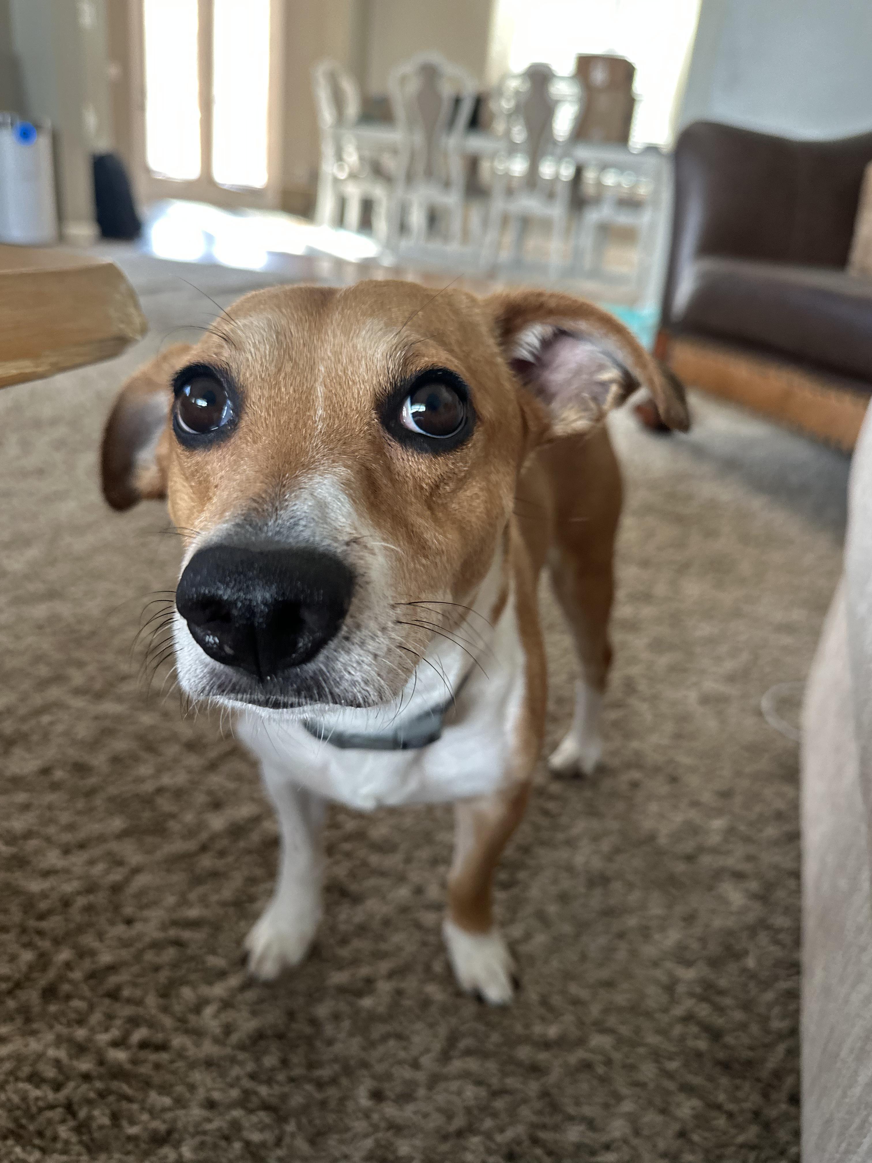 Jackson JRT , a ADOPTABLE Terrier in Lexington, KY image 2/4