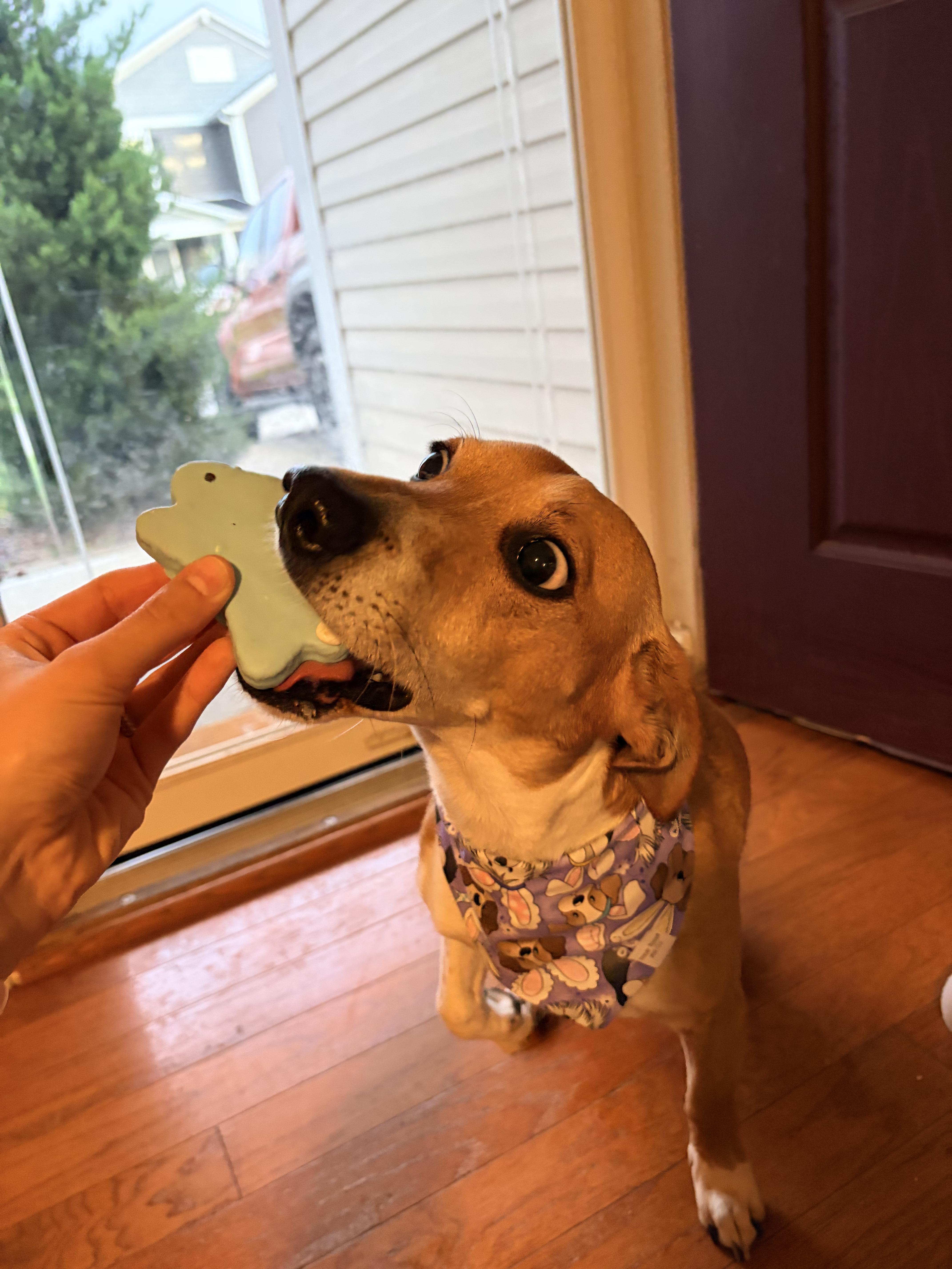 Jackson JRT , ADOPTABLE, Adult Male Terrier.