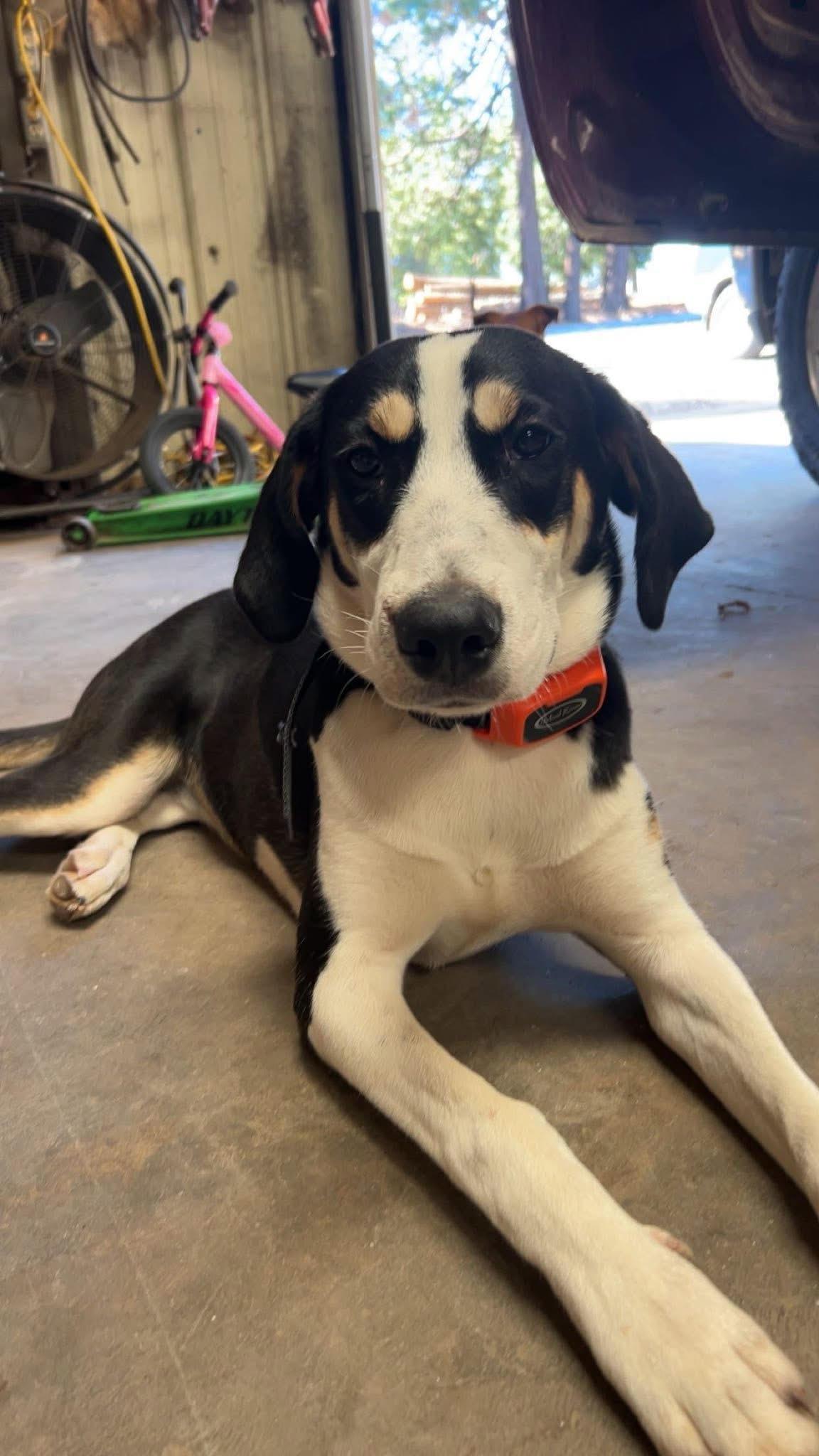 Enlarge Roxie, a Adopted mixed breed in McArthur, CA image 1/1