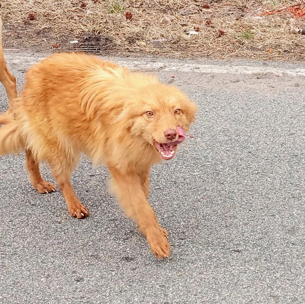 Enlarge Red, a Adoptable mixed breed in Macclesfield, NC image 2/4