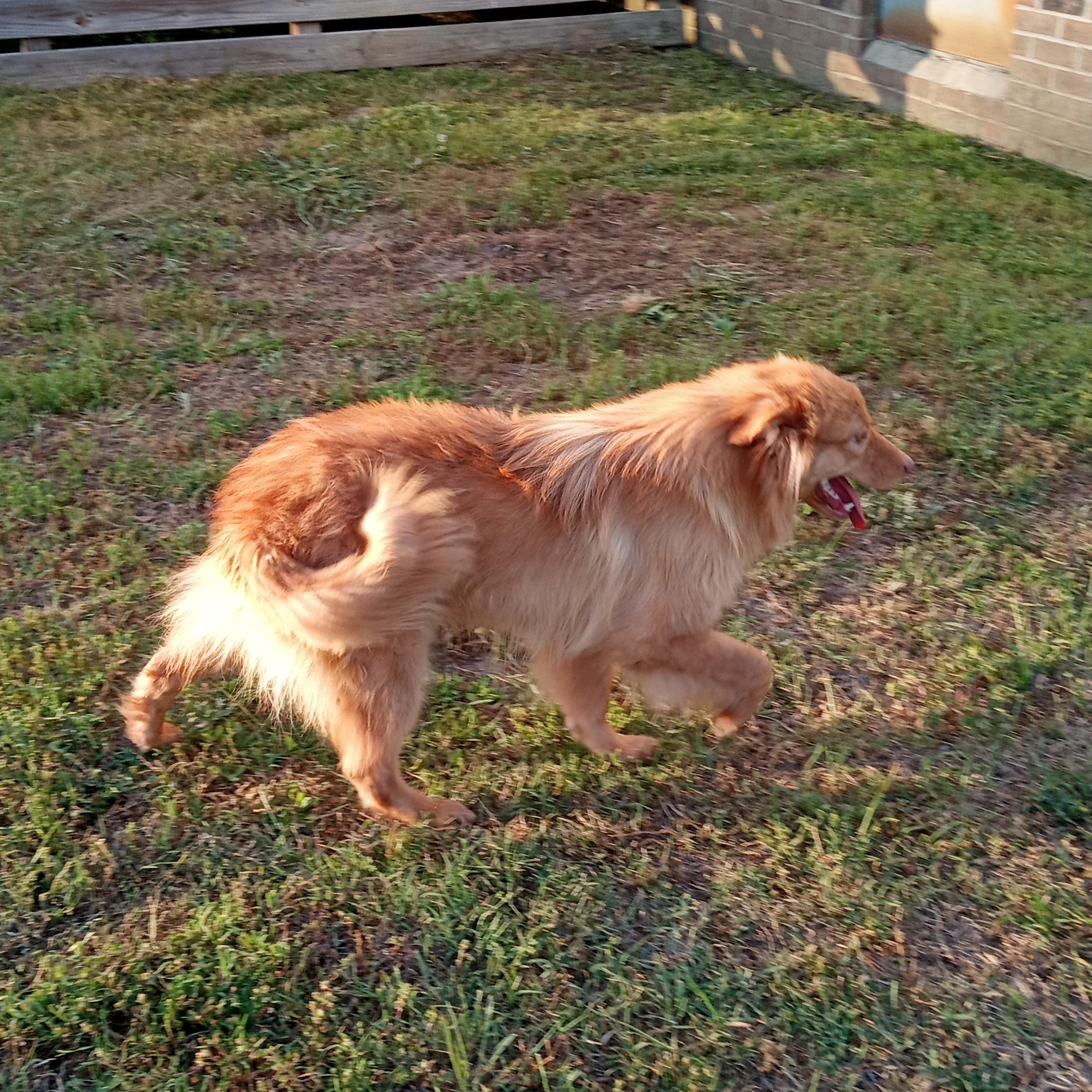 Enlarge Red, a Adoptable mixed breed in Macclesfield, NC image 3/4