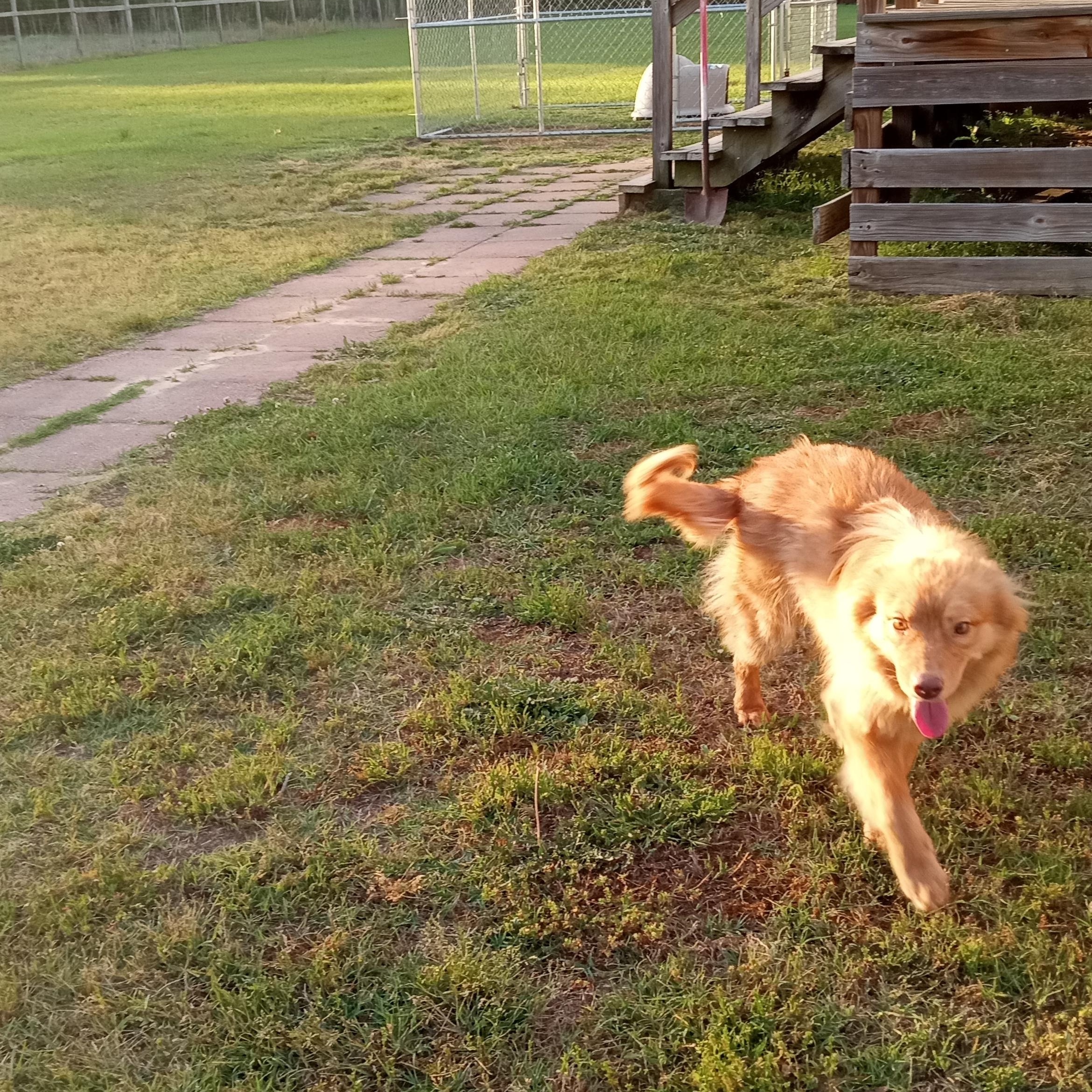 Enlarge Red, a Adoptable mixed breed in Macclesfield, NC image 4/4