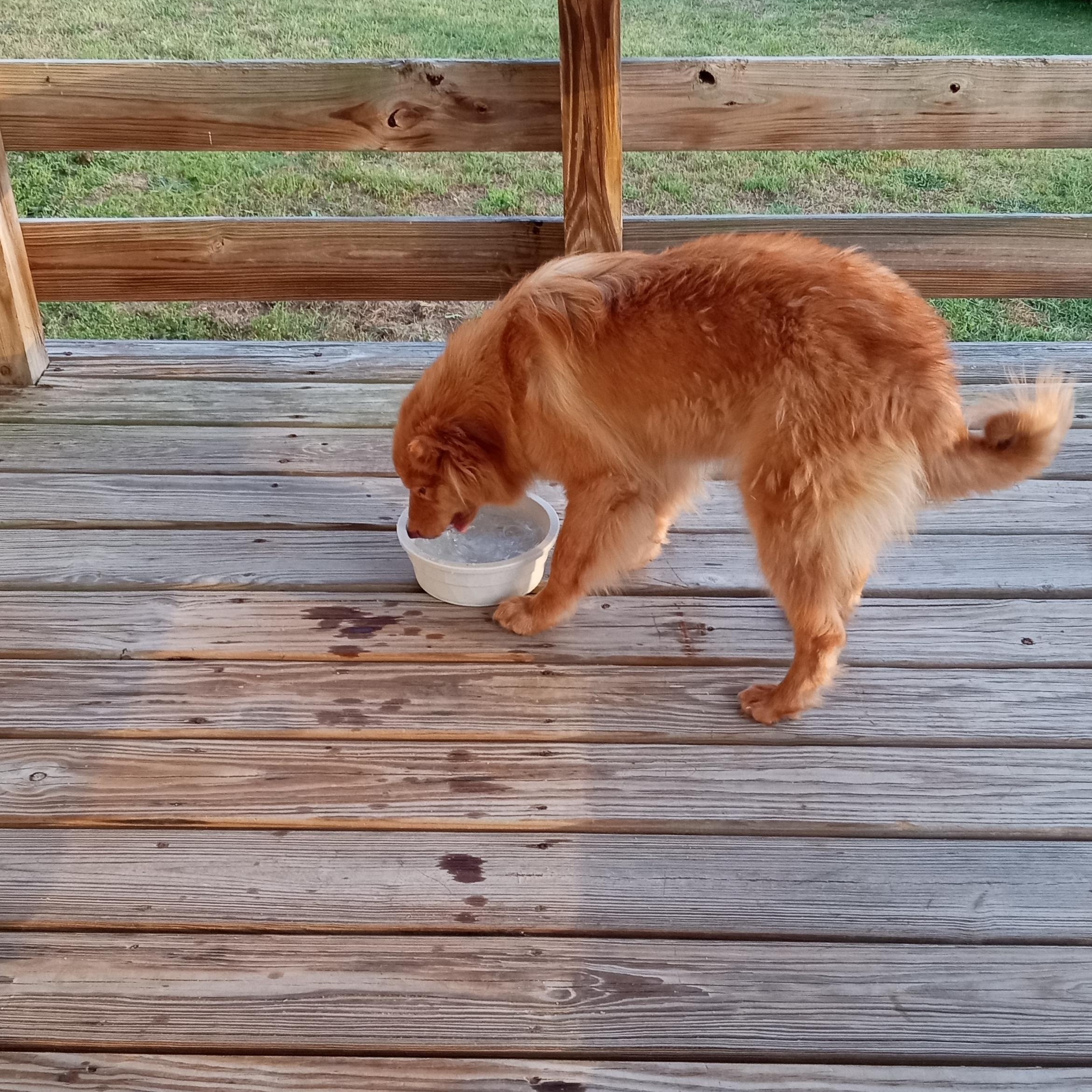 Enlarge Red, a Adoptable mixed breed in Macclesfield, NC image 1/4