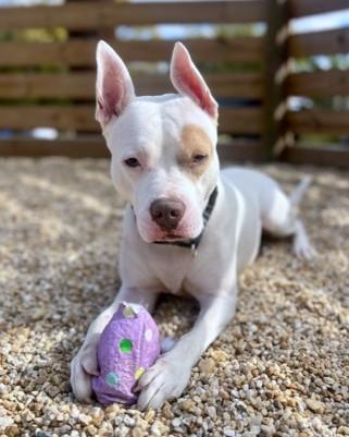 Paddy Cakes, Adoptable, Adult Female Pit Bull Terrier & Mixed Breed.
