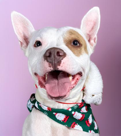 Enlarge Paddy Cakes, a Adoptable mixed breed in Washington, DC image 2/3