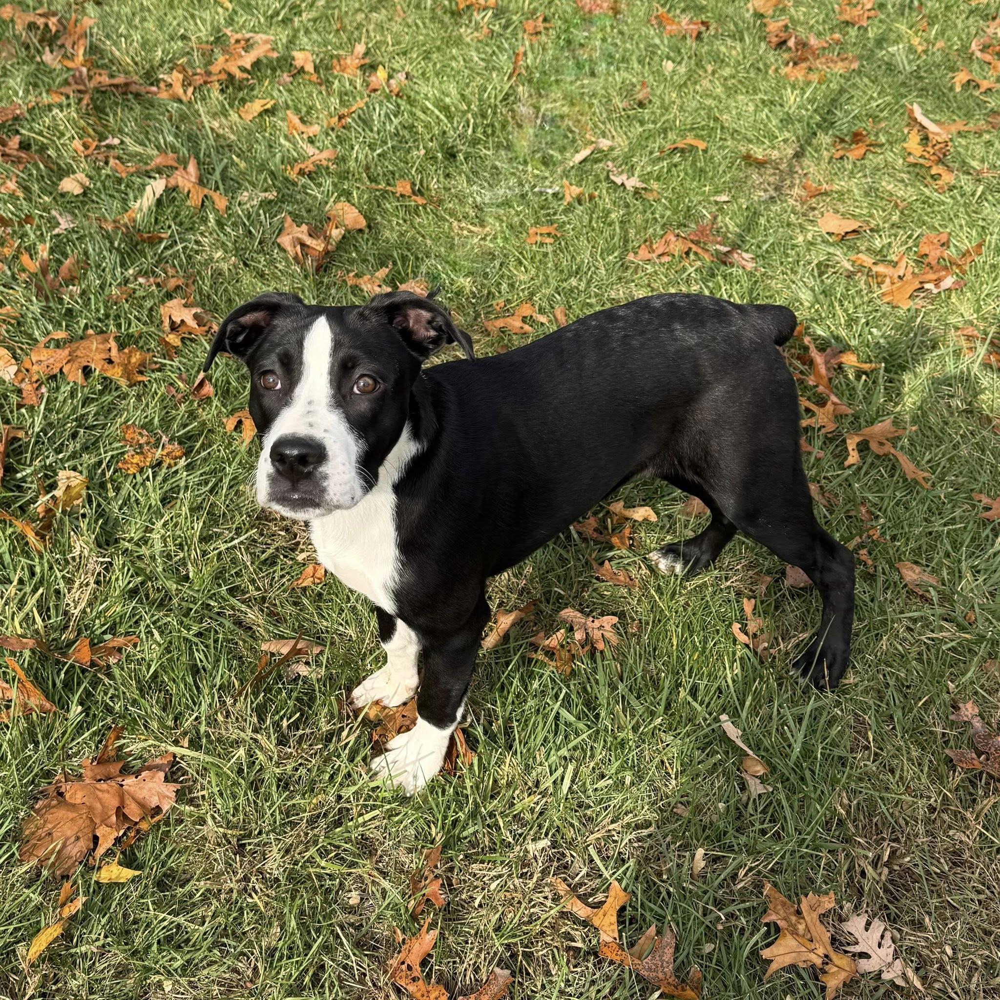 Maggie, Adoptable, Puppy Female Boxer.