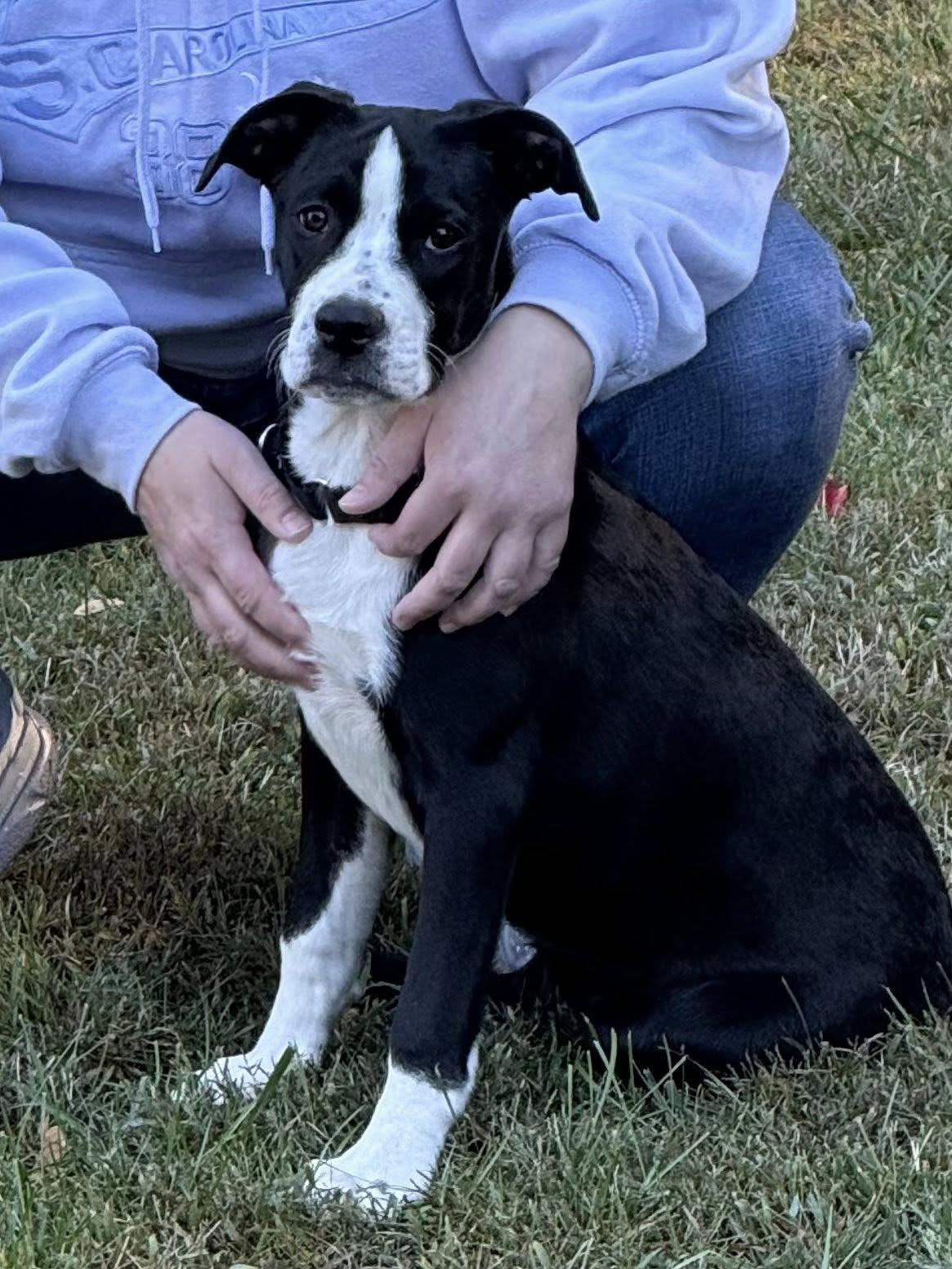 Maggie, a Adoptable mixed breed in Wanaque, NJ image 2/6