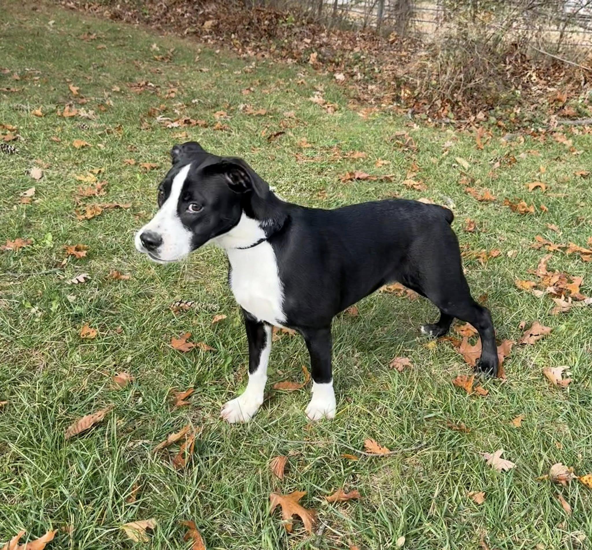 Maggie, a Adoptable mixed breed in Wanaque, NJ image 5/6