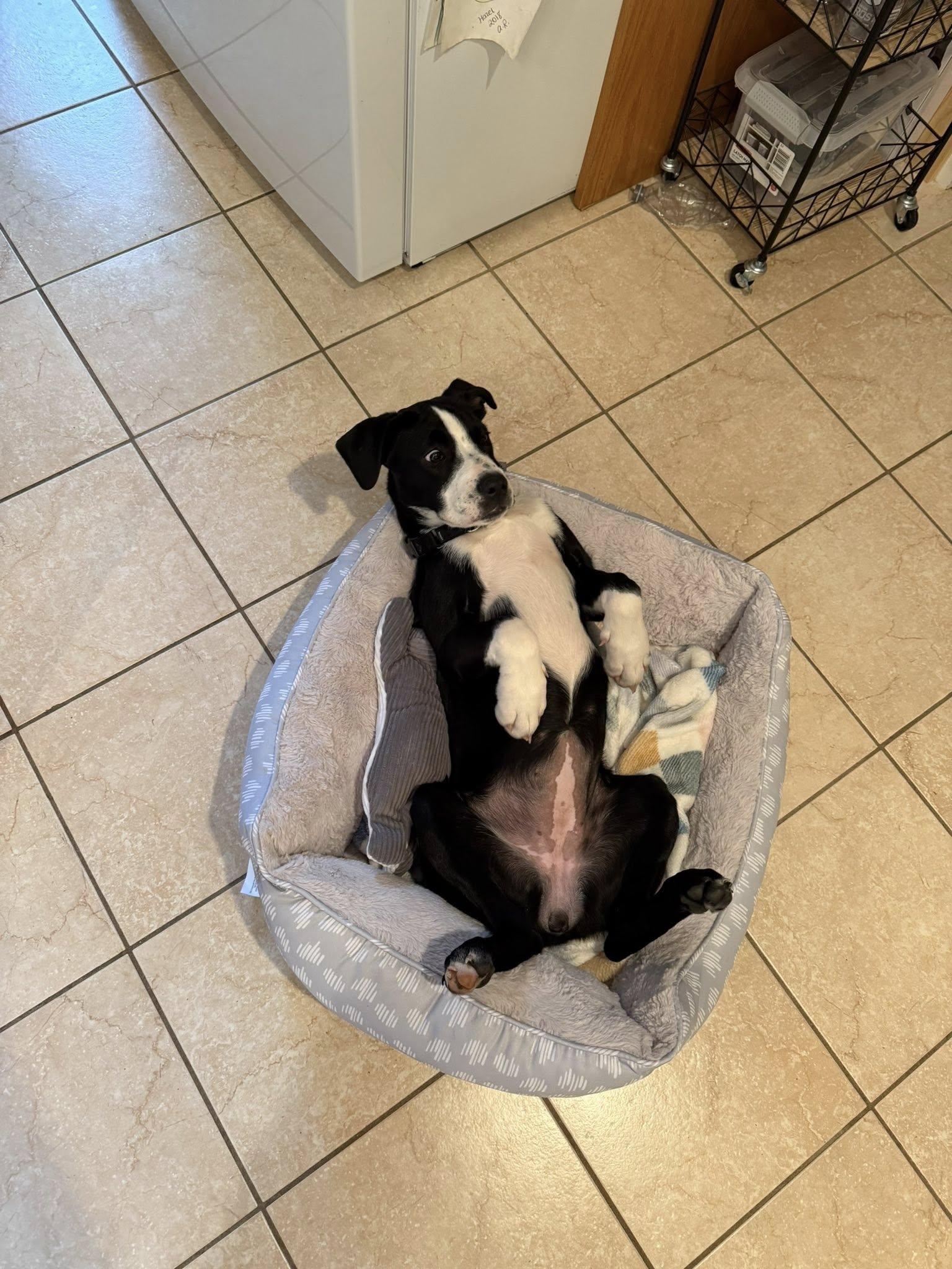 Maggie, a Adoptable mixed breed in Wanaque, NJ image 6/6