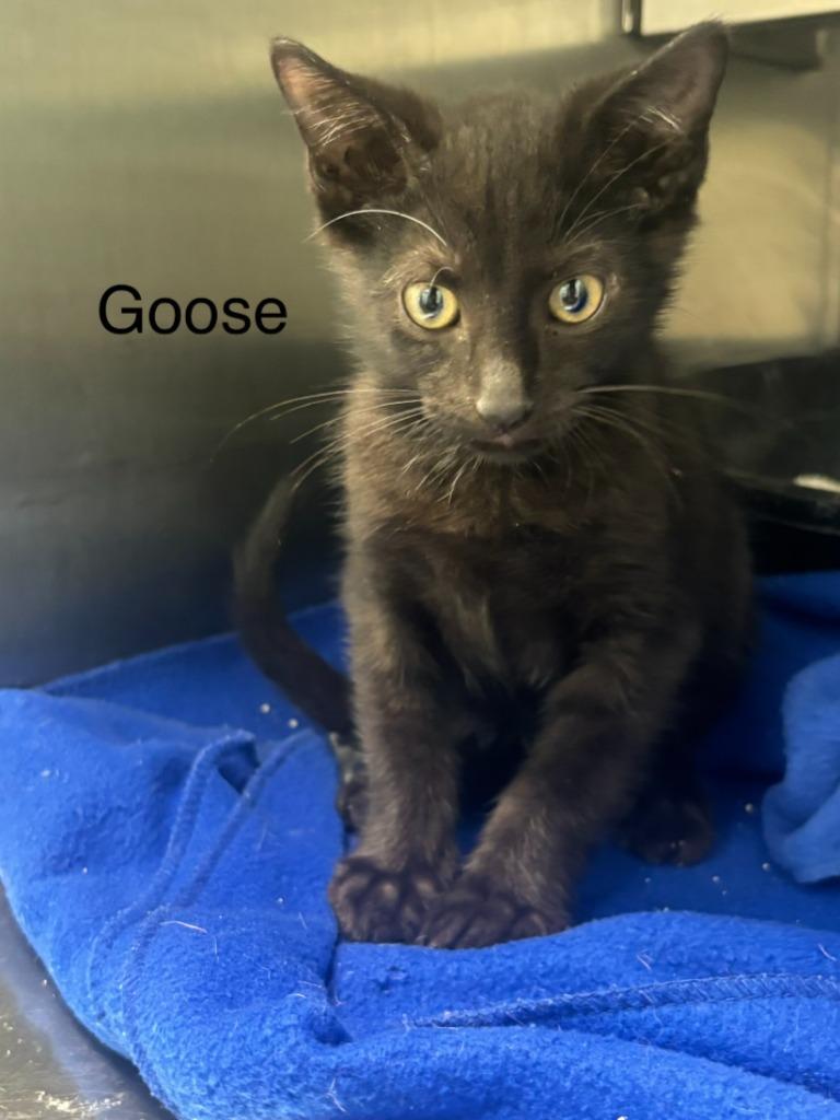 Goose`, Adopted, Kitten Male Domestic Short Hair.