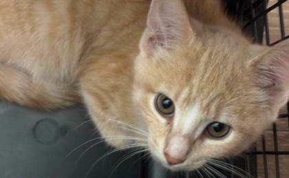 Saffron (with Paprika), Adopted, Kitten Female Domestic Short Hair.