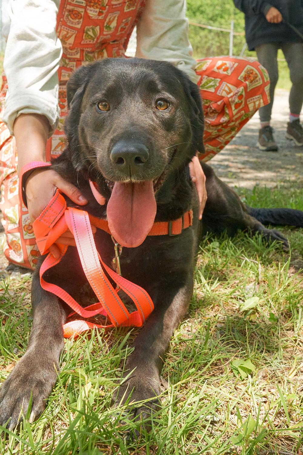 Harley, adopted, Adult Female Chocolate Labrador Retriever.