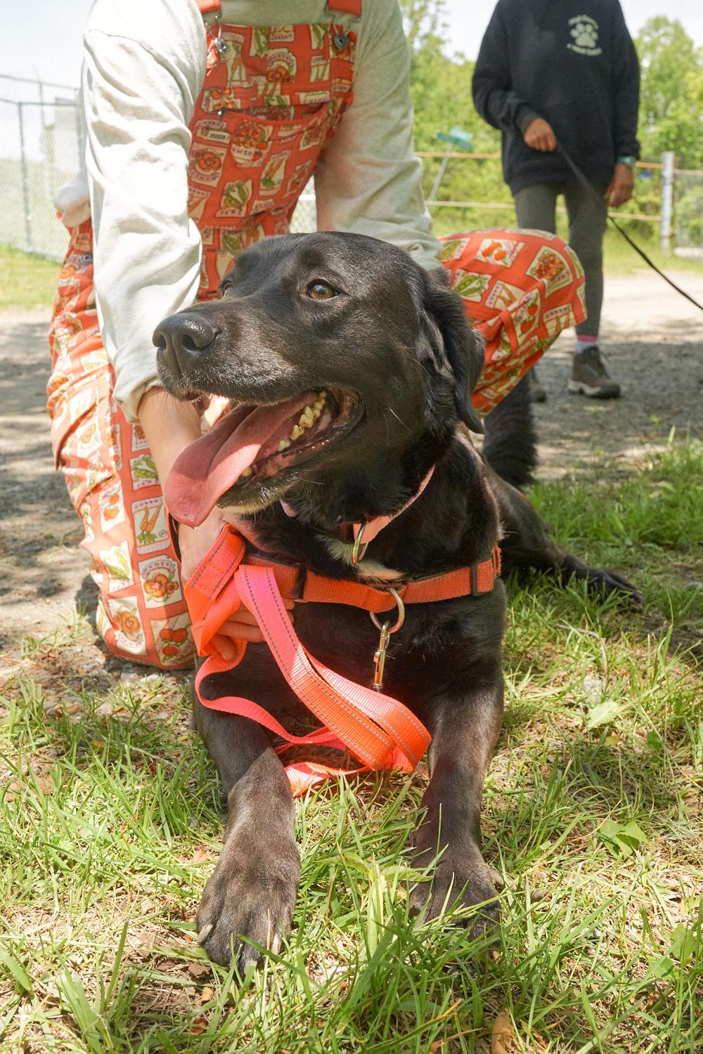 Harley, an adopted Chocolate Labrador Retriever in Floyd, VA image 4/5