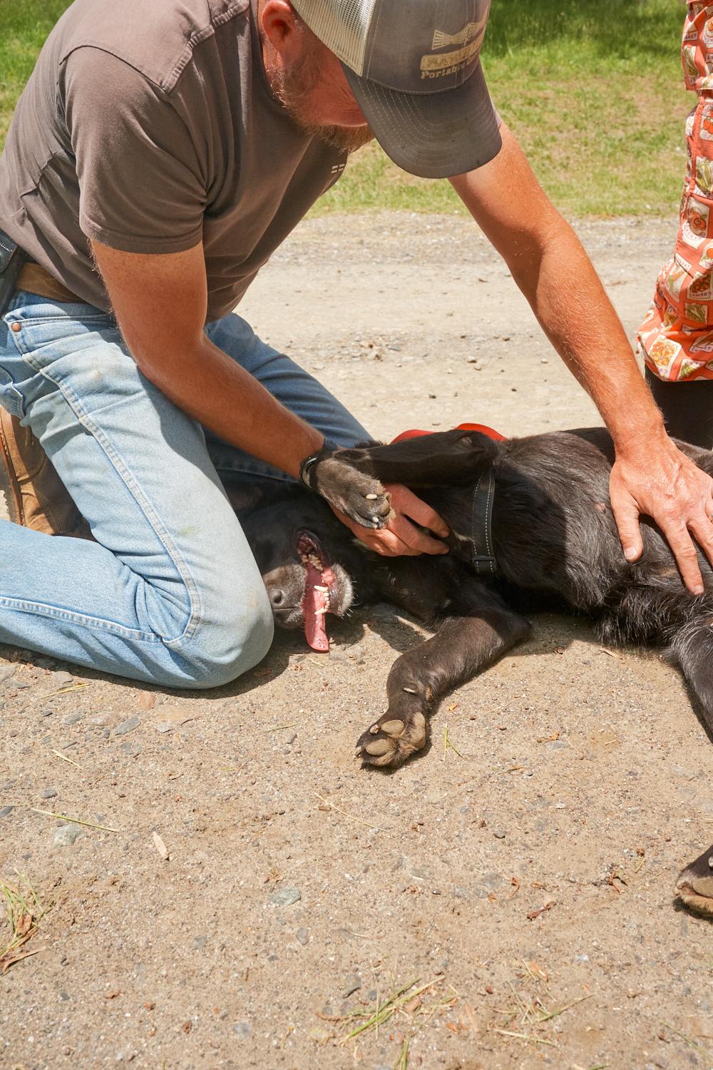 Harley, an adopted Chocolate Labrador Retriever in Floyd, VA image 3/5