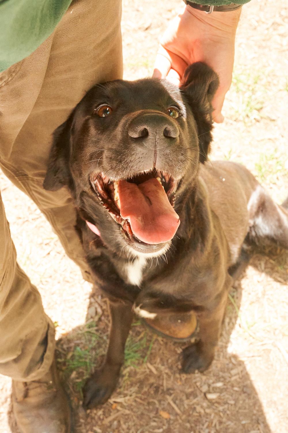 Harley, an adopted Chocolate Labrador Retriever in Floyd, VA image 2/5